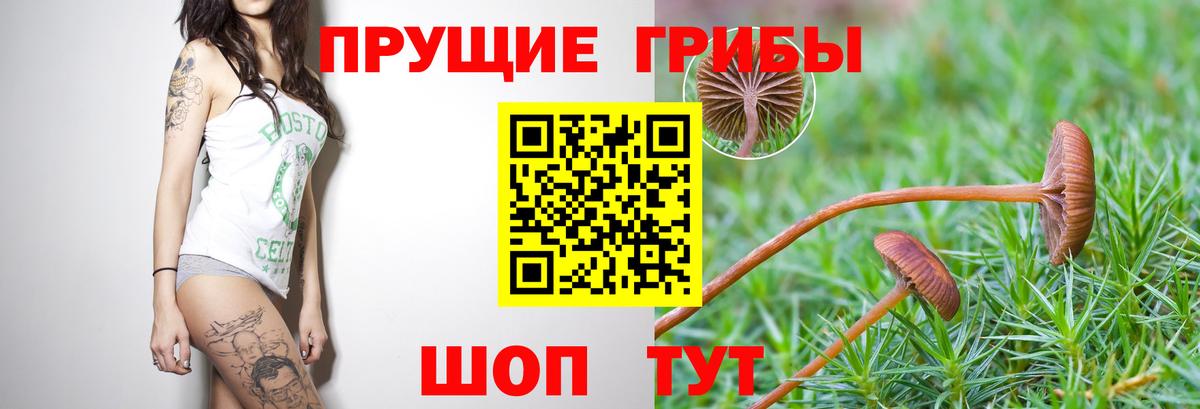 Галлюциногенные грибы прущие грибы Камышлов